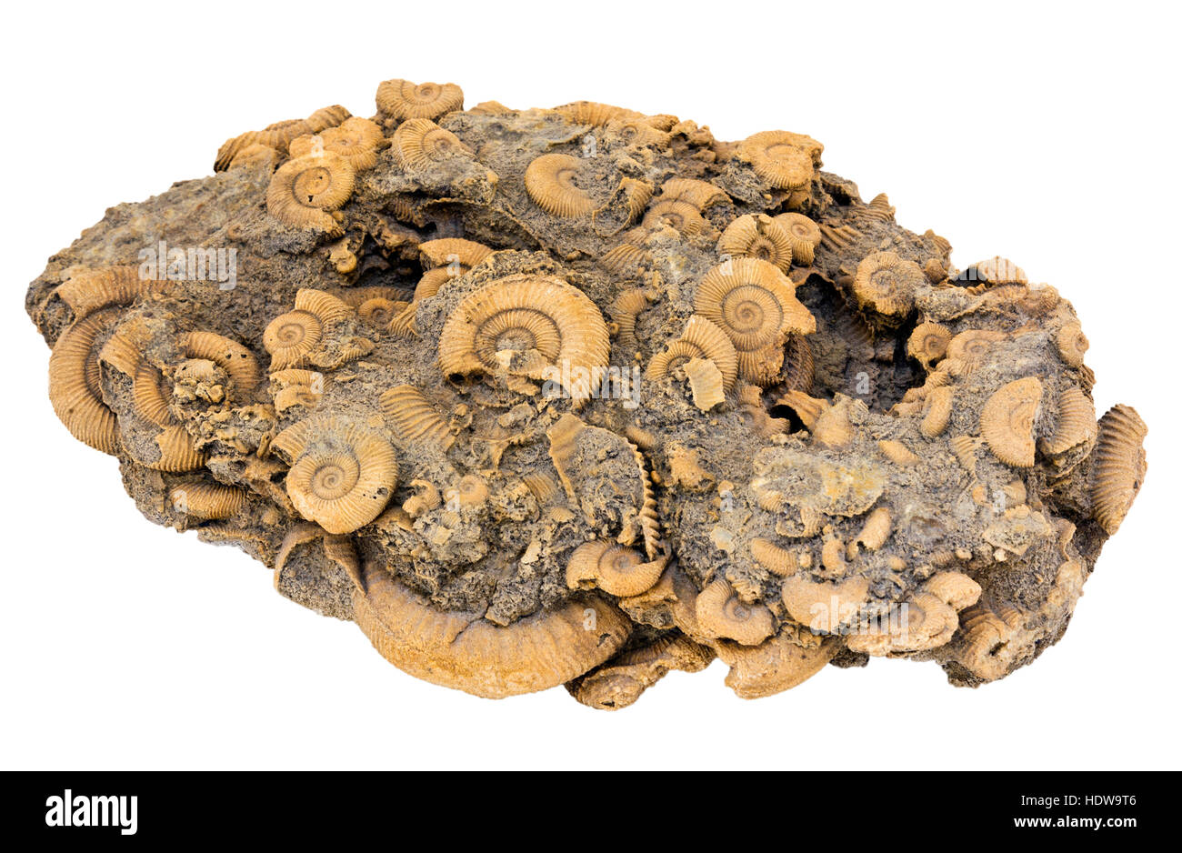 Ammonite shoal (Dactylioceras sp.), approx. 170 million years old from Germany Stock Photo