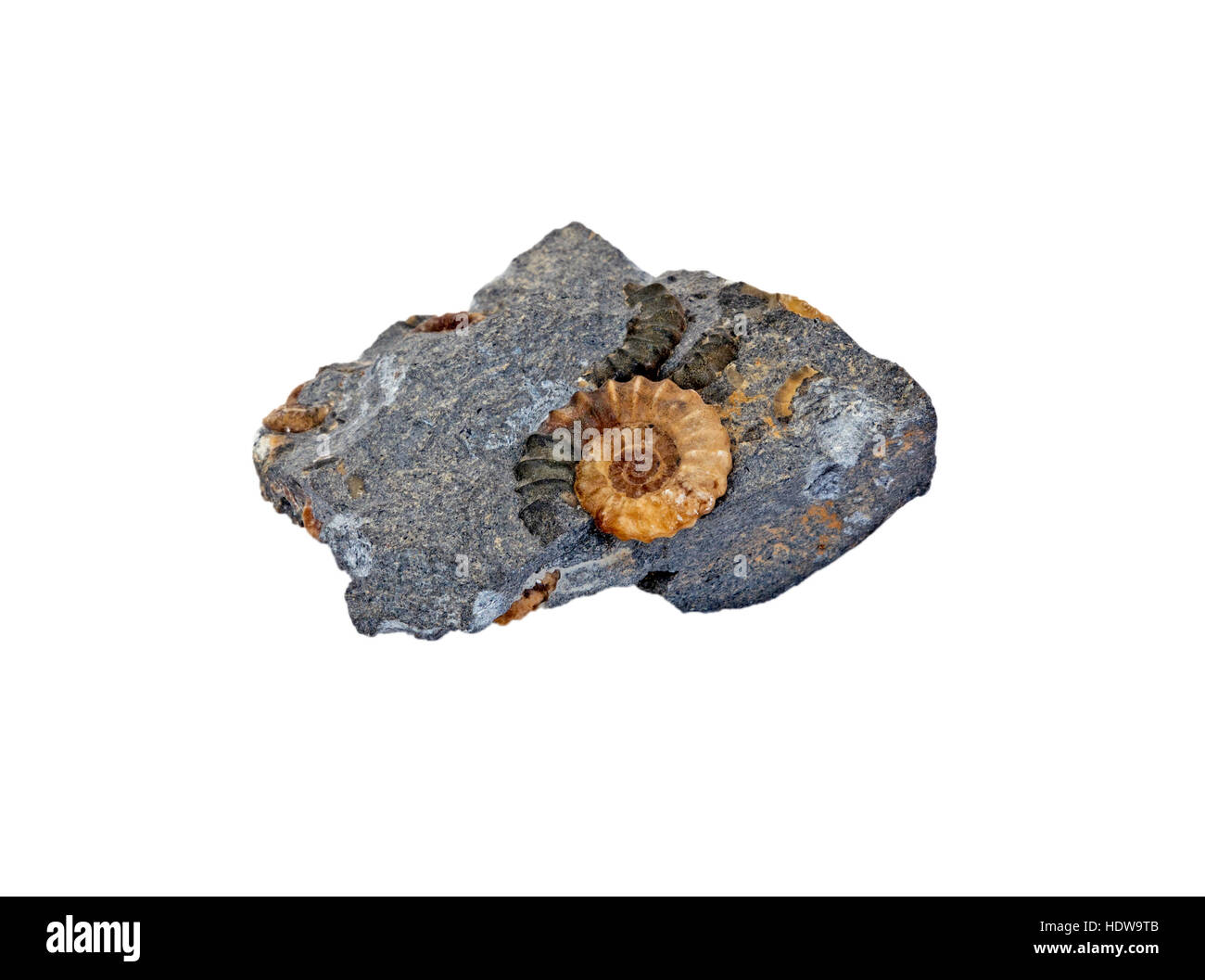 Ammonite fossils in rock Stock Photo