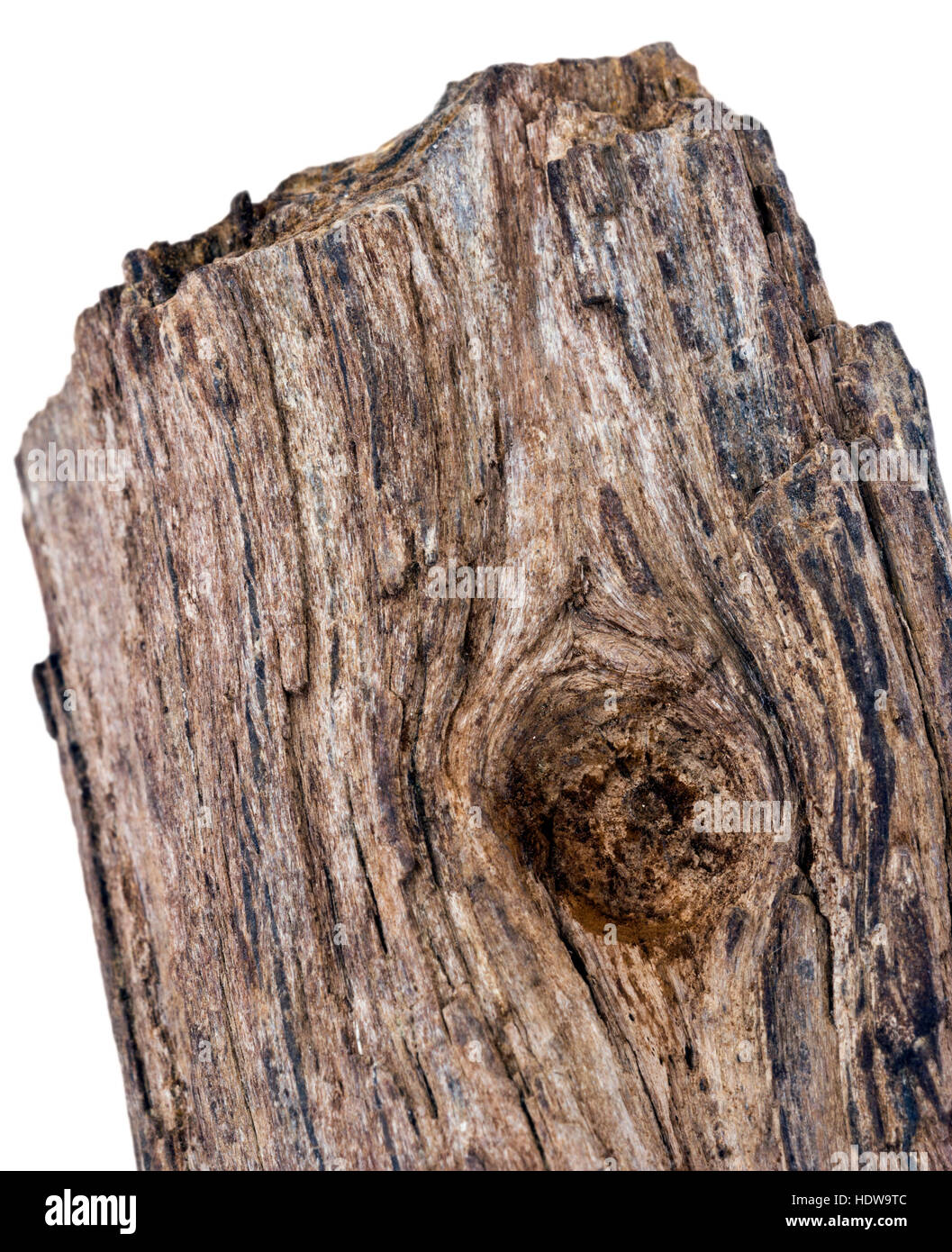 Piece of fossilised wood collected from Cretaceous sediments in Siberia Stock Photo