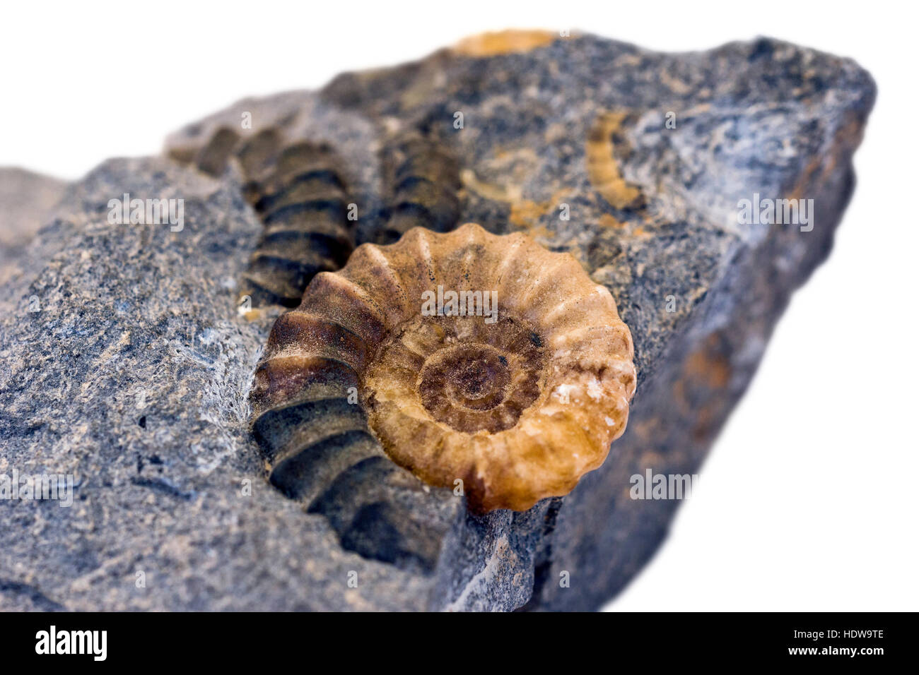 Ammonite fossils in rock Stock Photo