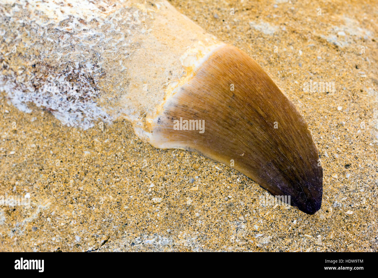 Mosasaur fossil tooth in rock Stock Photo