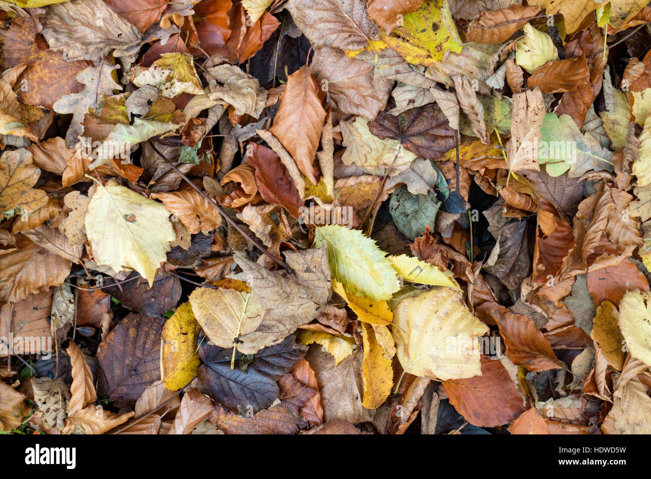 Autumn leaves covering the woodland floor. Britain, UK Stock Photo