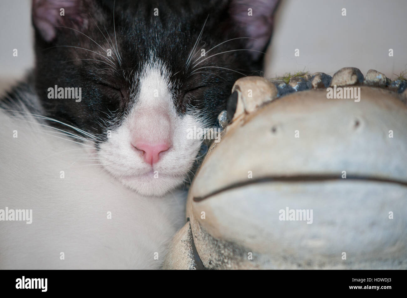 Cute cat sleeping in a stone figure of a frog Stock Photo