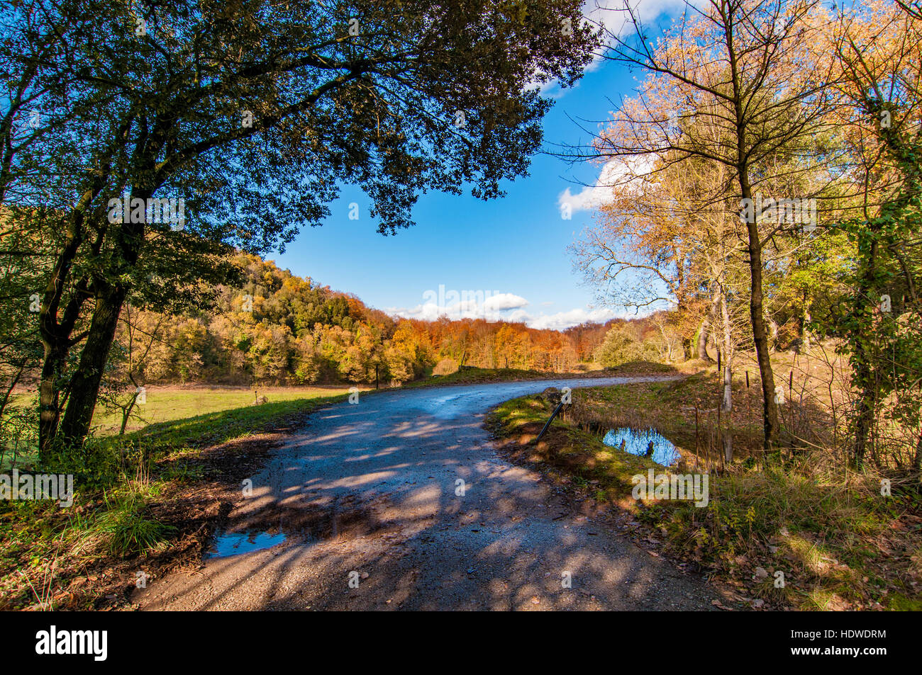 Colorful forest with green field and trees Stock Photo - Alamy
