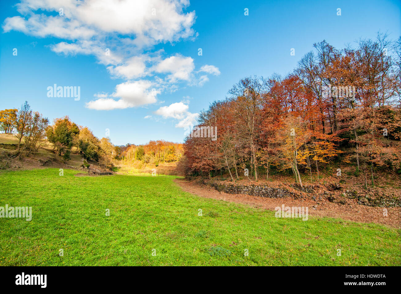 Colorful forest with green field and trees Stock Photo - Alamy