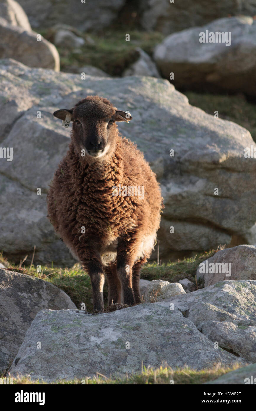 Sheep feral ovis aries hires stock photography and images Alamy