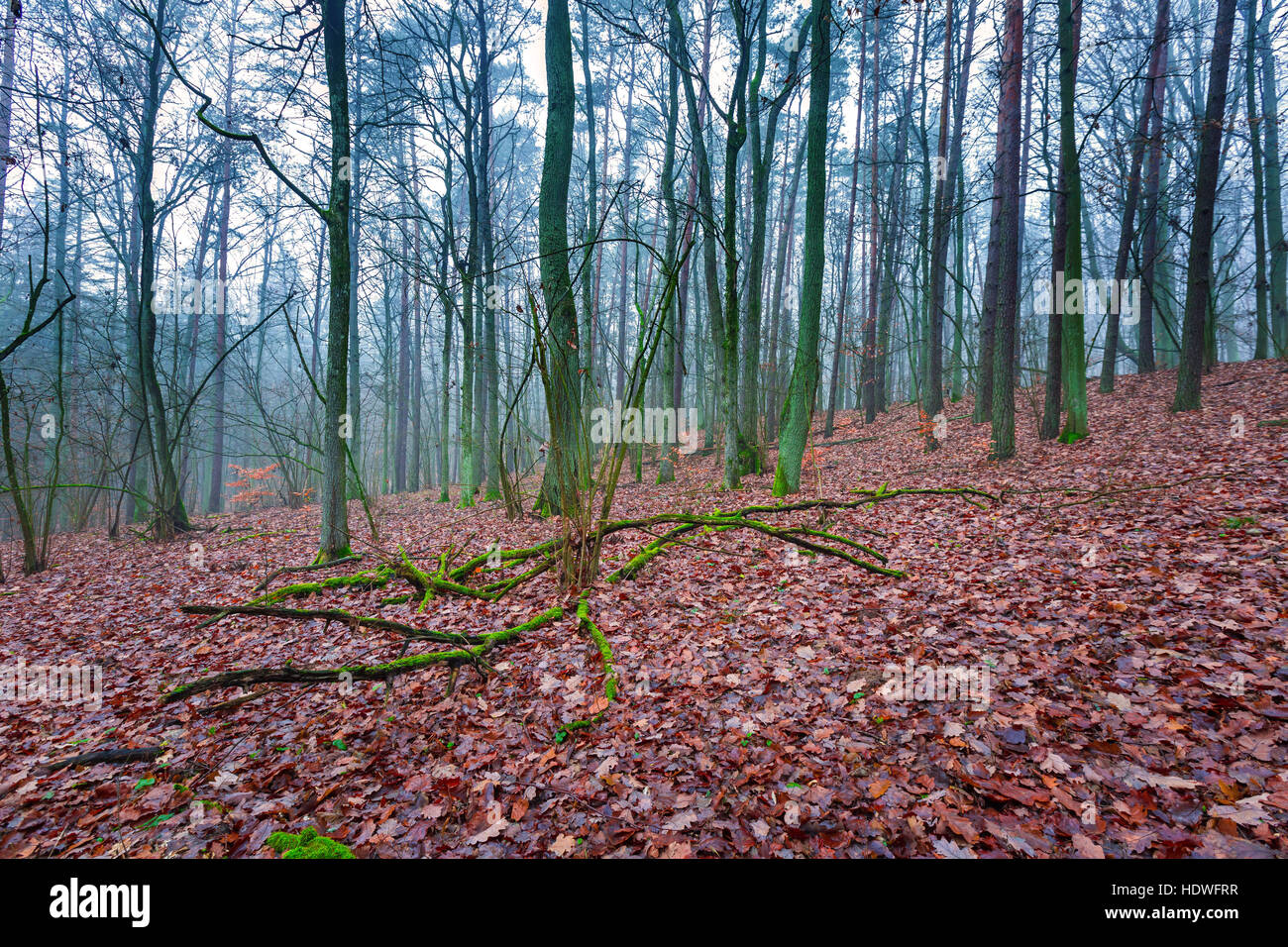 Beautiful autumnal forest landscape photographed at foggy day. Polish forest. Stock Photo