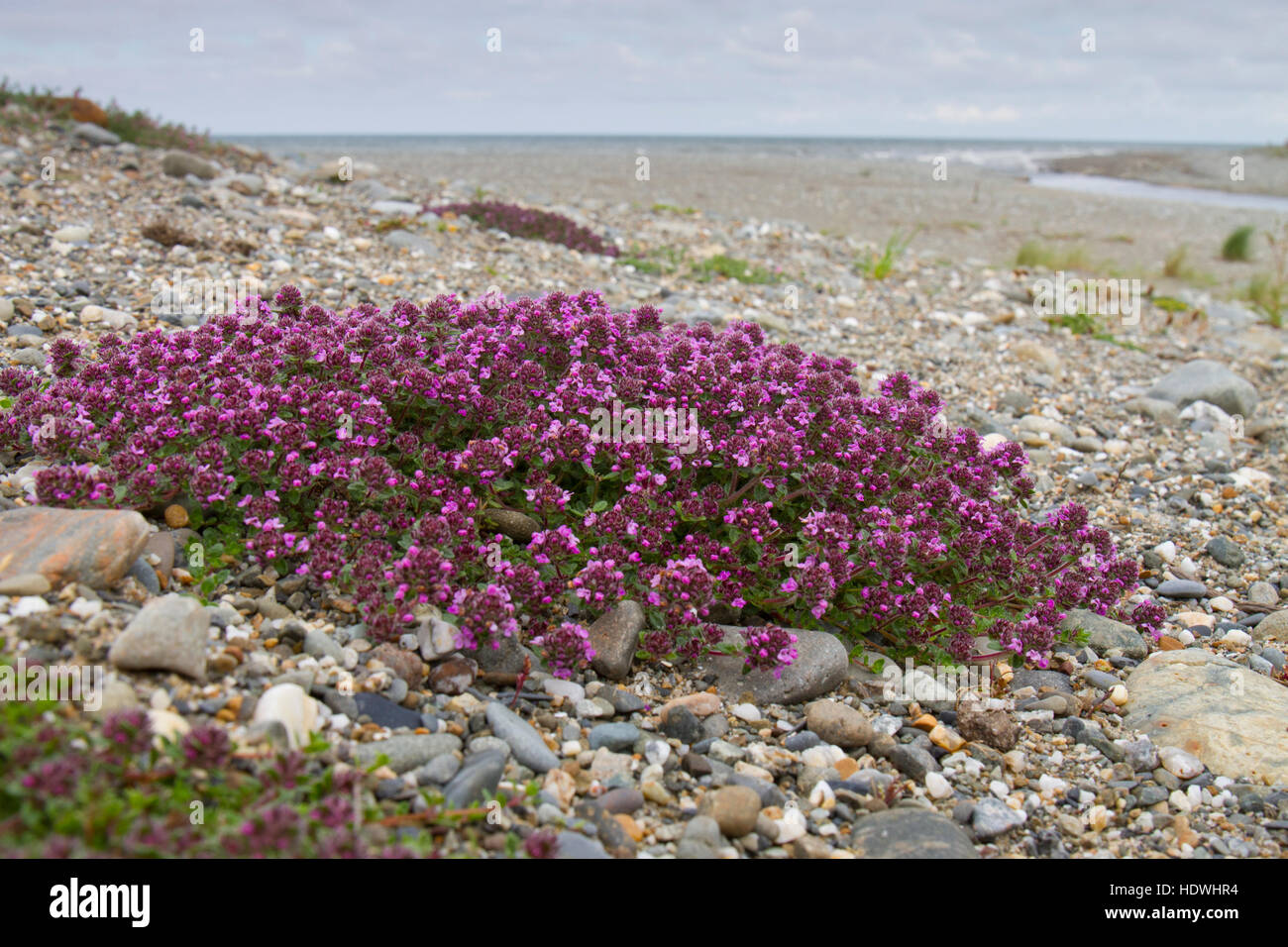 Wild Thyme (Thymus praecox) flowering on a shingle beach. Gwynedd, Wales. June. Stock Photo