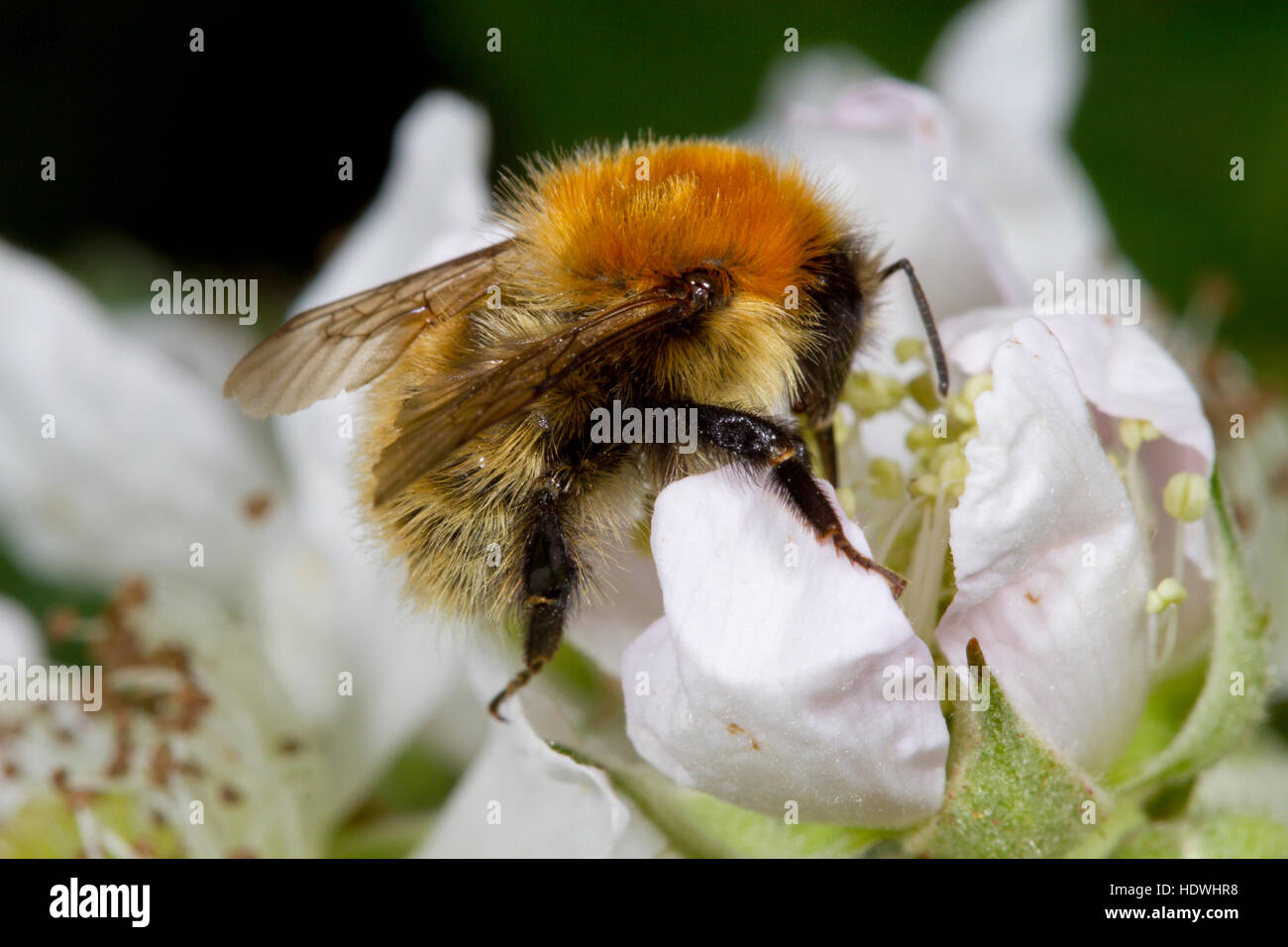 Moss carder bee (Bombus muscorum) adult worker feeding on a bramble flower. Gwynedd, Wales. June. Stock Photo