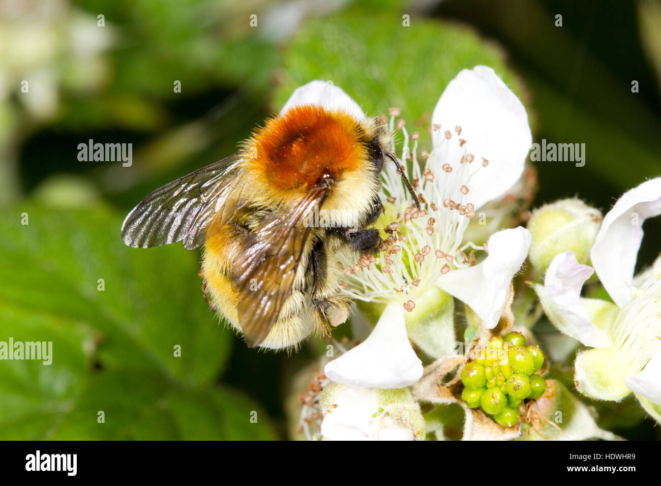 Moss carder bee (Bombus muscorum) adult worker feeding on a bramble