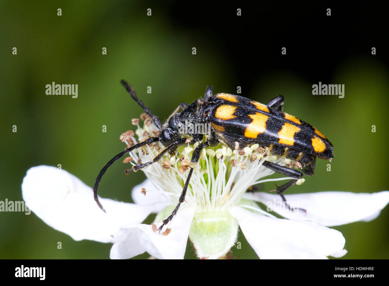 Longhorn beetle (Leptura quadrifasciata) adult feeding on  a bramble flower. Ceredigion, Wales. June. Stock Photo