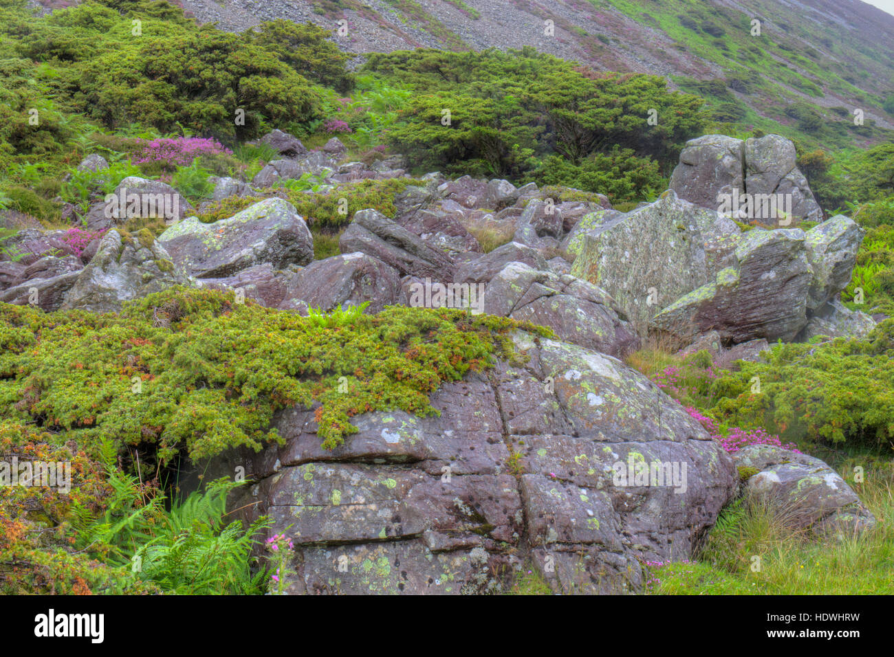 Common Juniper (Juniperus communis) woodland. With trees growing amongst boulders. Mosedale, Lake District, Cumbria, England. July. Stock Photo