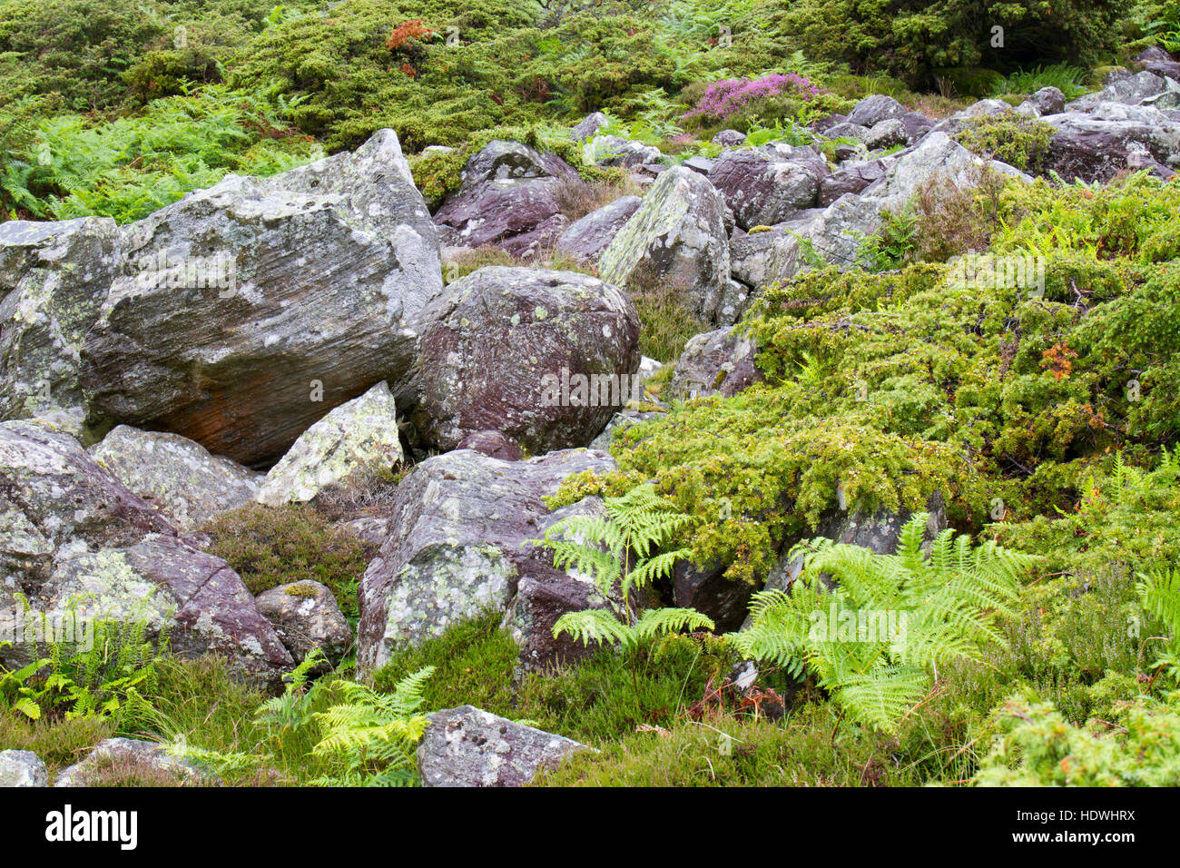 Common Juniper (Juniperus communis) woodland. With trees growing amongst boulders. Mosedale, Lake District, Cumbria, England. July. Stock Photo