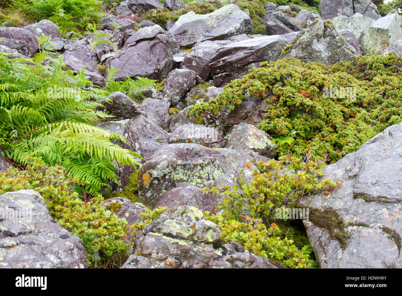 Common Juniper (Juniperus communis) woodland. With trees growing amongst boulders. Mosedale, Lake District, Cumbria, England. July. Stock Photo