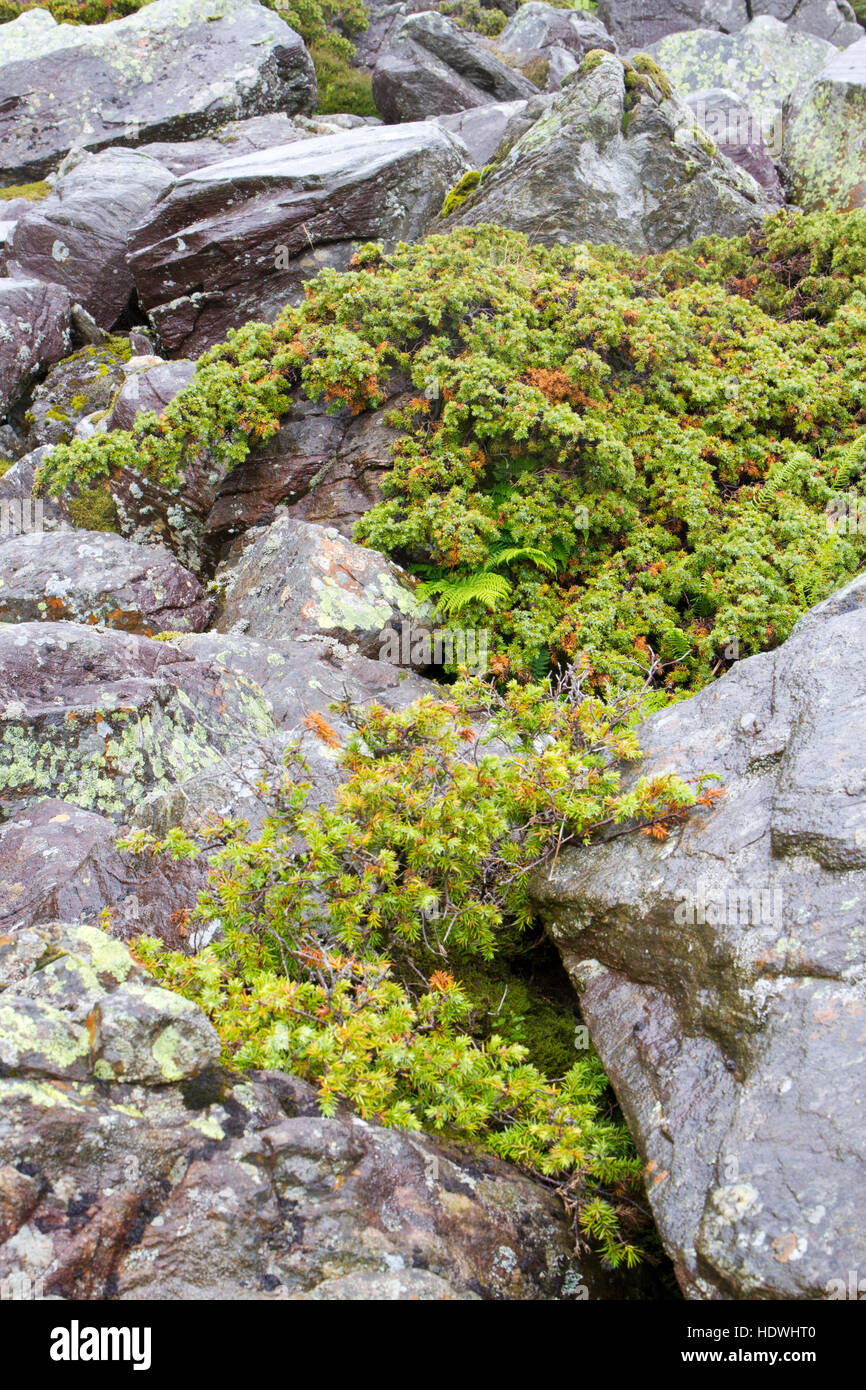 Common Juniper (Juniperus communis) woodland. With trees growing amongst boulders. Mosedale, Lake District, Cumbria, England. July. Stock Photo