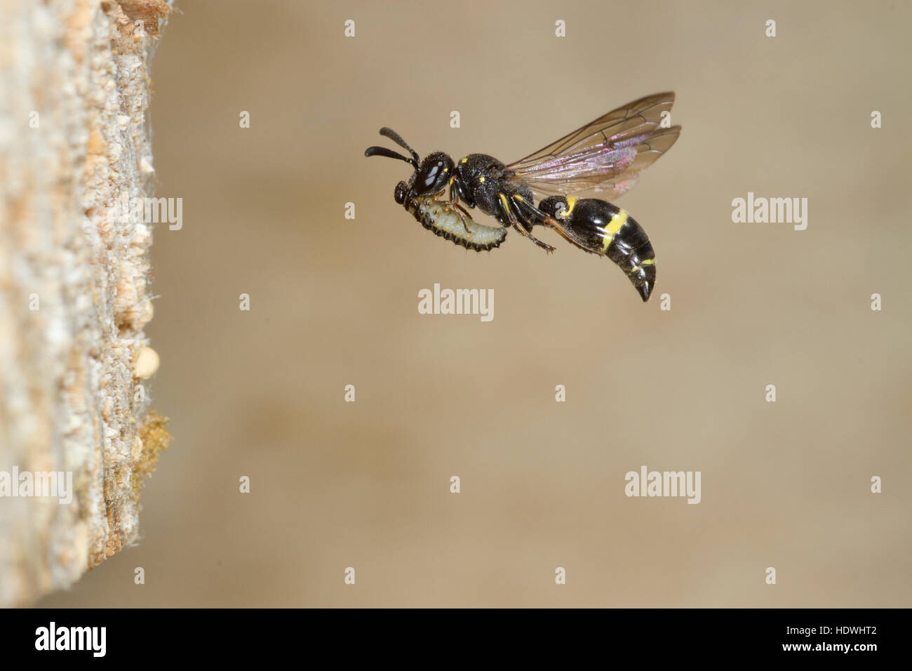 Willow Mason-wasp (Symmorphus bifasciatus) adult female in flight. Carrying a Leaf-beetle (Chrysomelid) larvae to her nest. Stock Photo