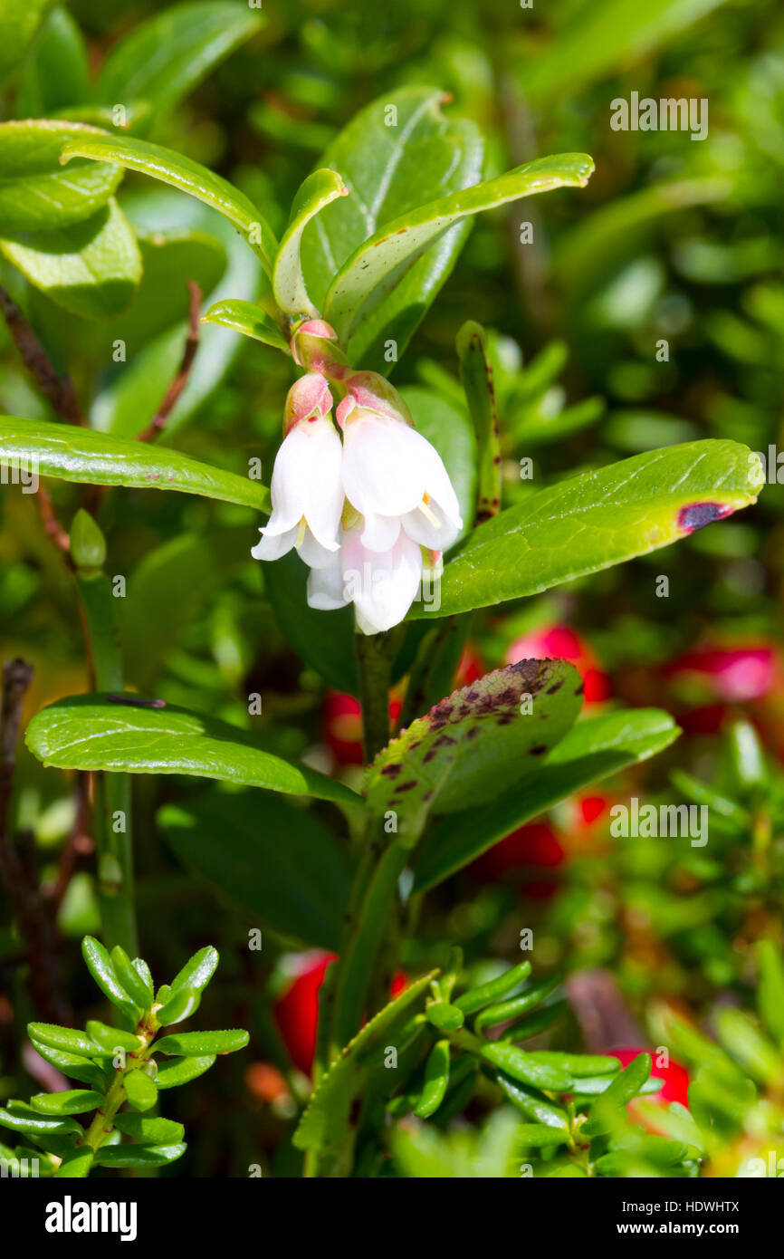 Cowberry (Vaccinium vitis-idaea) plant with flowers and ripe berries.  Powys, Wales. August. Stock Photo
