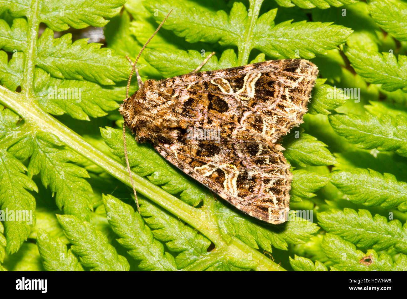 The Campion (Sideridis rivularis) adult moth resting on fern leaves ...