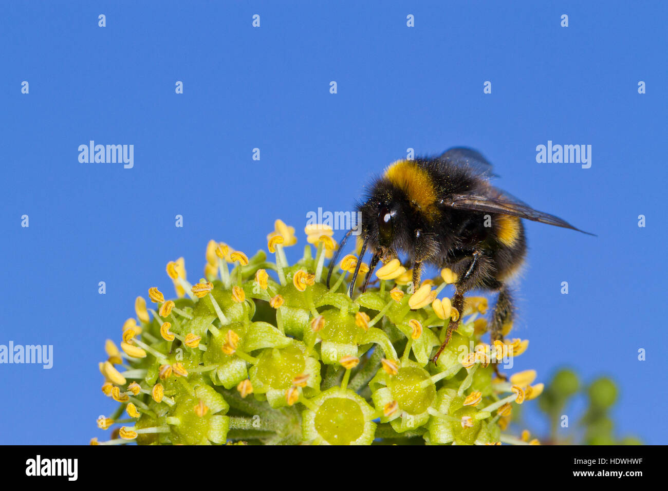 Buff-tailed bumblebee (Bonbus terrestris) adult male feeding on Ivy (Hedera helix) flowers. Powys, Wales. September. Stock Photo