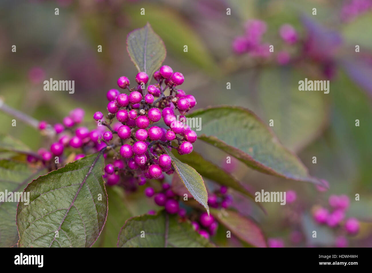 Beautyberry (Callicarpa bodinieri var. giraldii) 'Profusion'. Berries on a shrub in a garden. Powys, Wales. October. Stock Photo