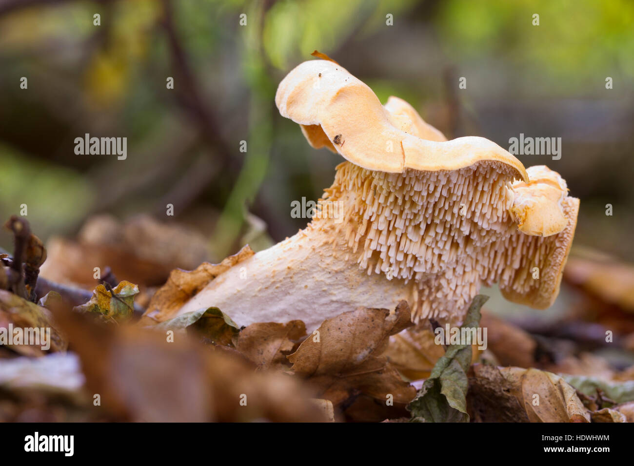 Hedgehog Fungus (Hydnum repandum) fruiting body in woodland. Powys, Wales. October. Stock Photo