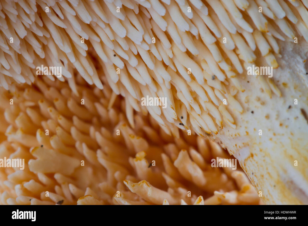 Close-up of the spore-producing spines of a Hedgehog Fungus (Hydnum repandum) fruiting body. Powys, Wales. October. Stock Photo