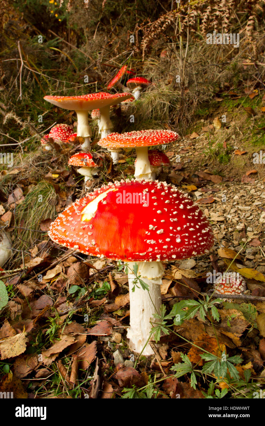 Fly Agaric fungus (Amanita muscaria) fruiting bodies in woodland. Powys, Wales. October. Stock Photo