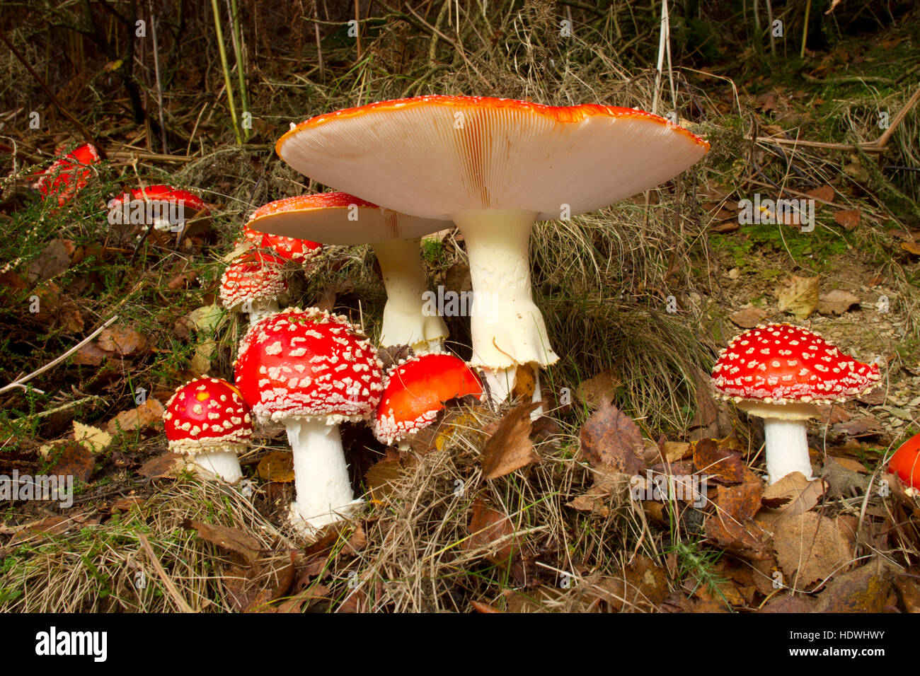 Fly Agaric fungus (Amanita muscaria) fruiting bodies in woodland. Powys, Wales. October. Stock Photo