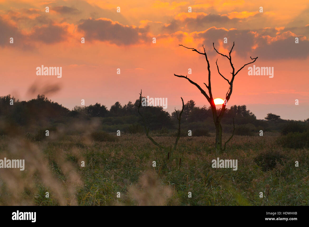 View over reedbeds and marsh at sunset. RSPB Titchwell Marsh reserve. Norfolk, England. October. Stock Photo
