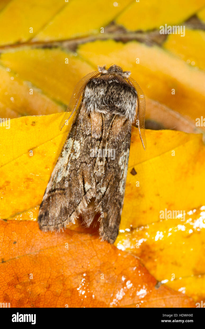Figure of Eight (Diloba caeruleocephala) adult moth resting amongst fallen beech leaves. Powys, Wales. October. Stock Photo