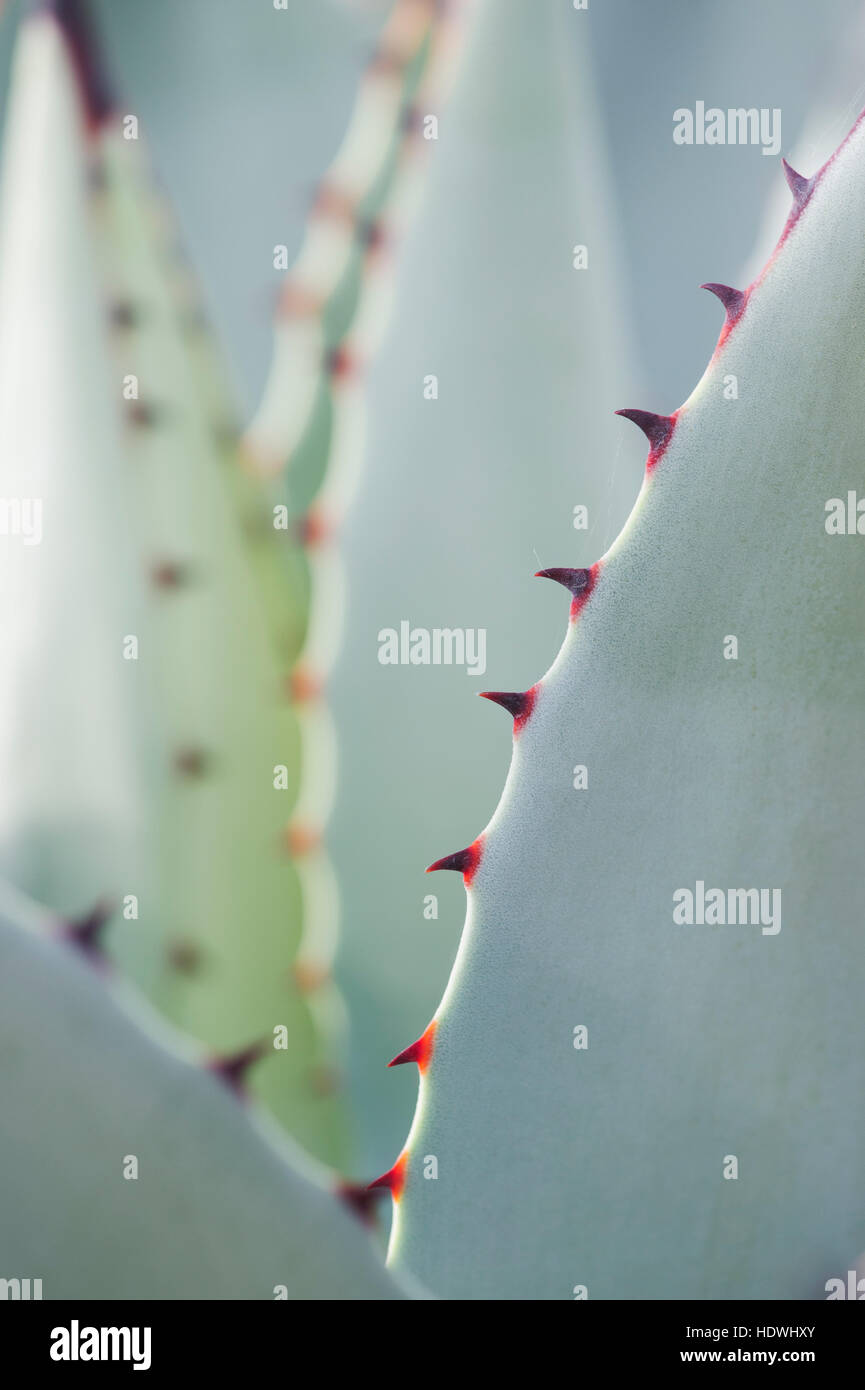 Agave Parryi plant Stock Photo