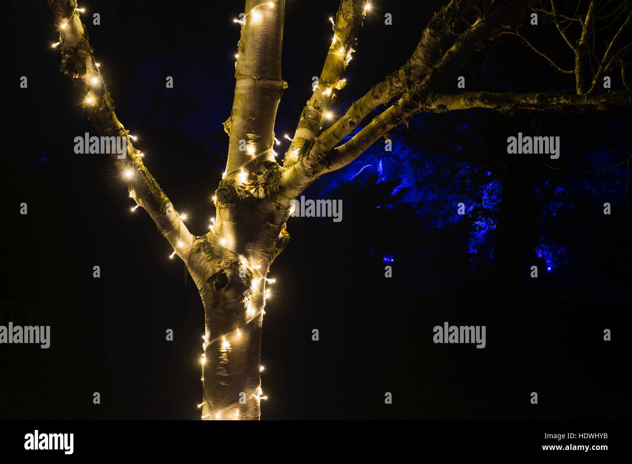 Silver Birch Rhs Silver birch tree lit by Christmas lights at RHS Wisley gardens, Surrey ...
