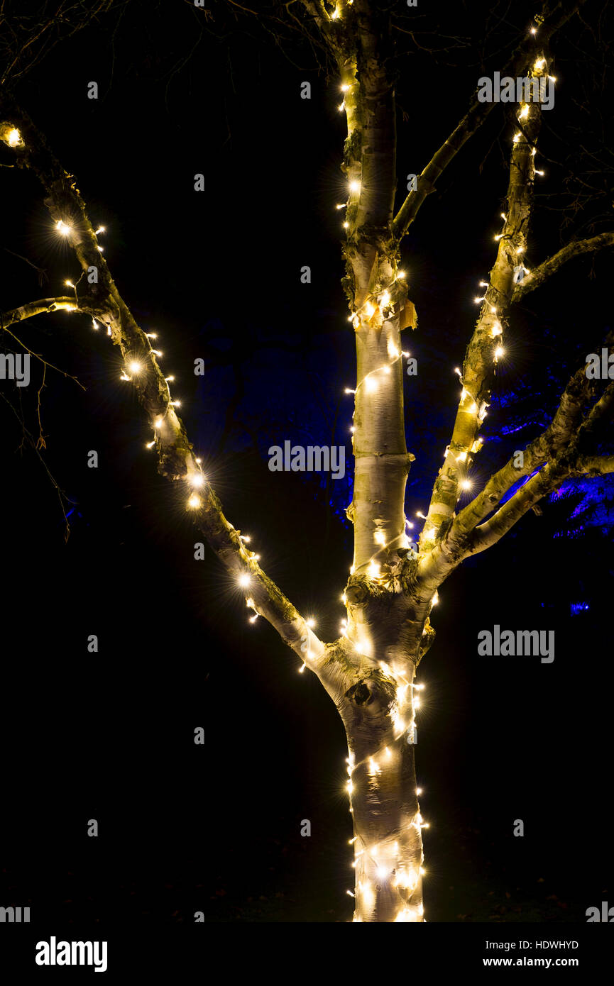 Silver birch tree lit by Christmas lights at RHS Wisley gardens, Surrey, England. Christmas Glow