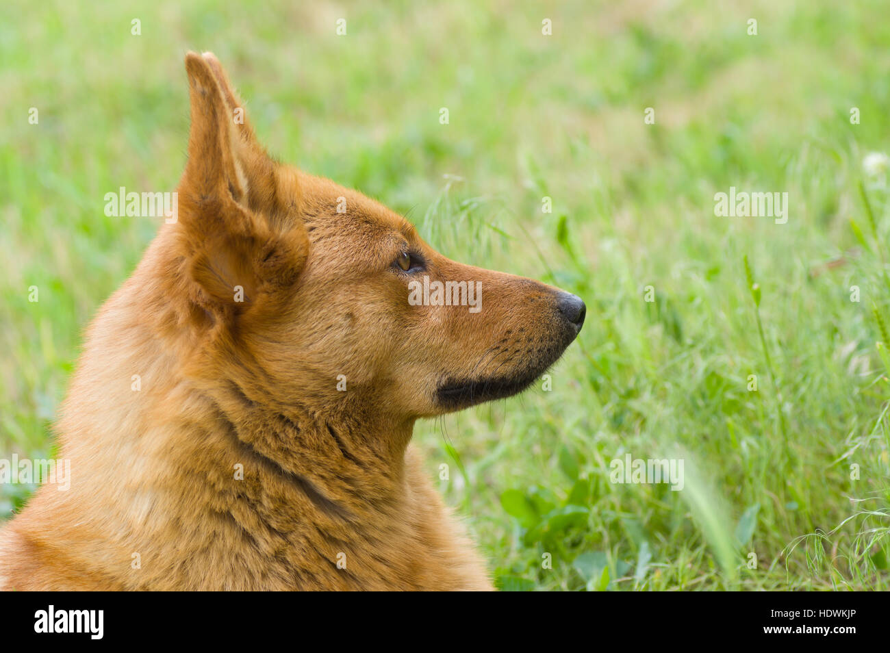 Outdoor portrait (side view) of cute mixed breed dog in spring grass ...
