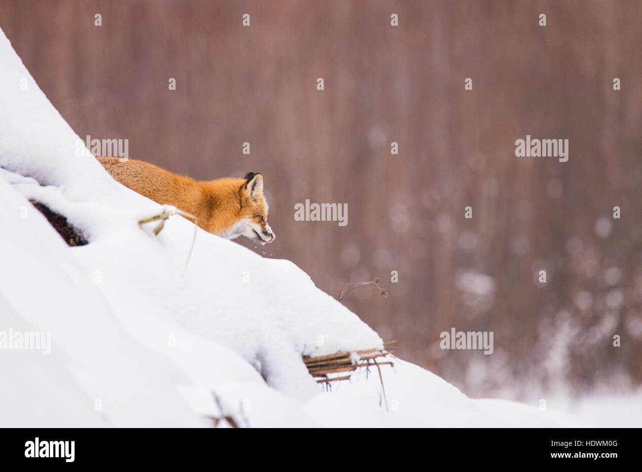 Male red fox in winter Stock Photo Alamy