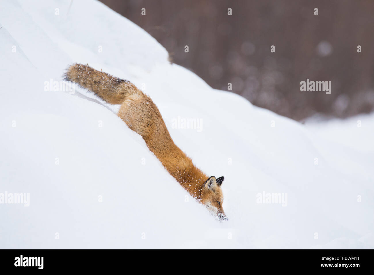 Male red fox in winter Stock Photo