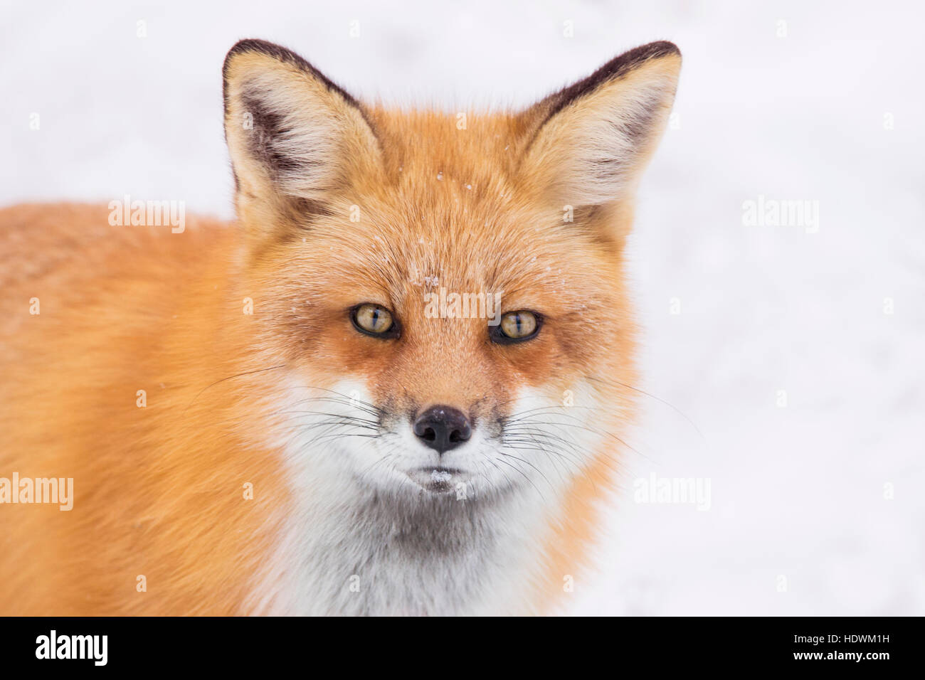Male red fox in winter Stock Photo