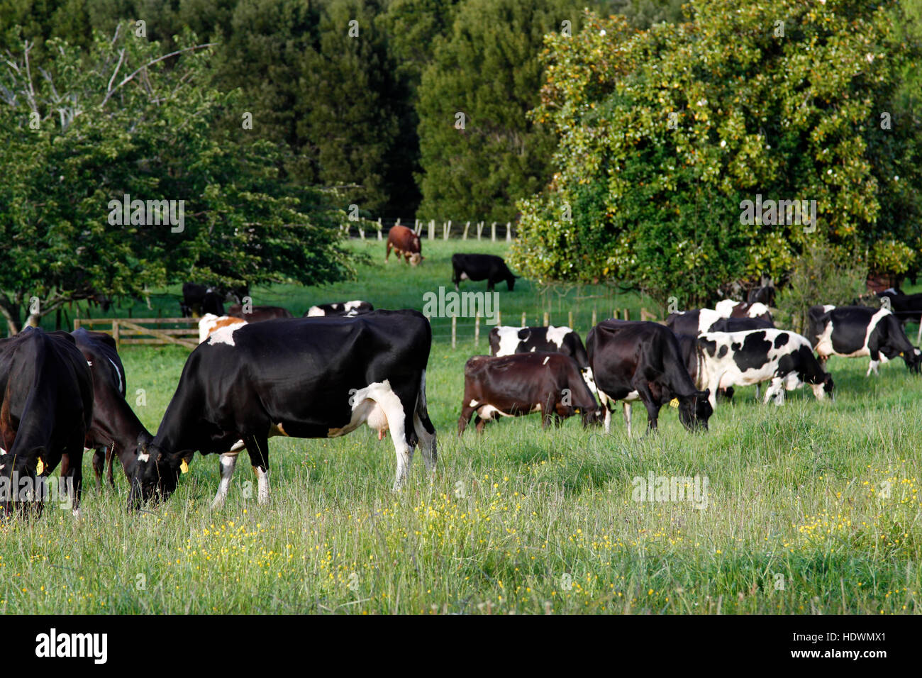 Dairy cows in paddock, New Zealand Stock Photo Alamy