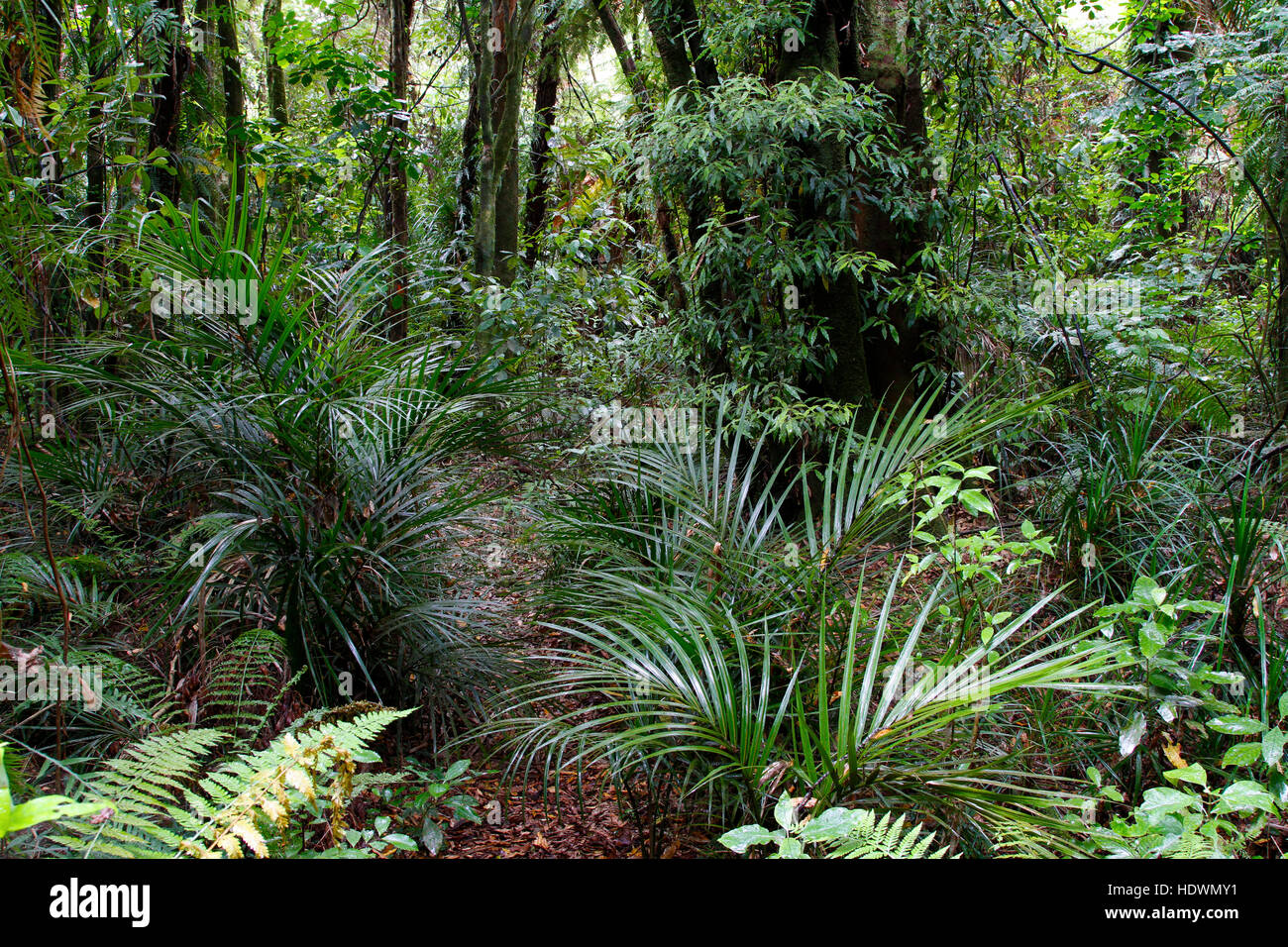 Lush green foliage in tropical jungle Stock Photo - Alamy