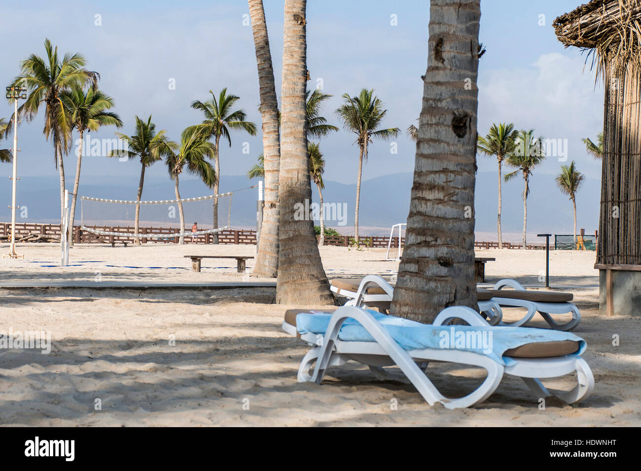 Sun lounger between palms at tropical beach oman salalah souly bay Stock Photo