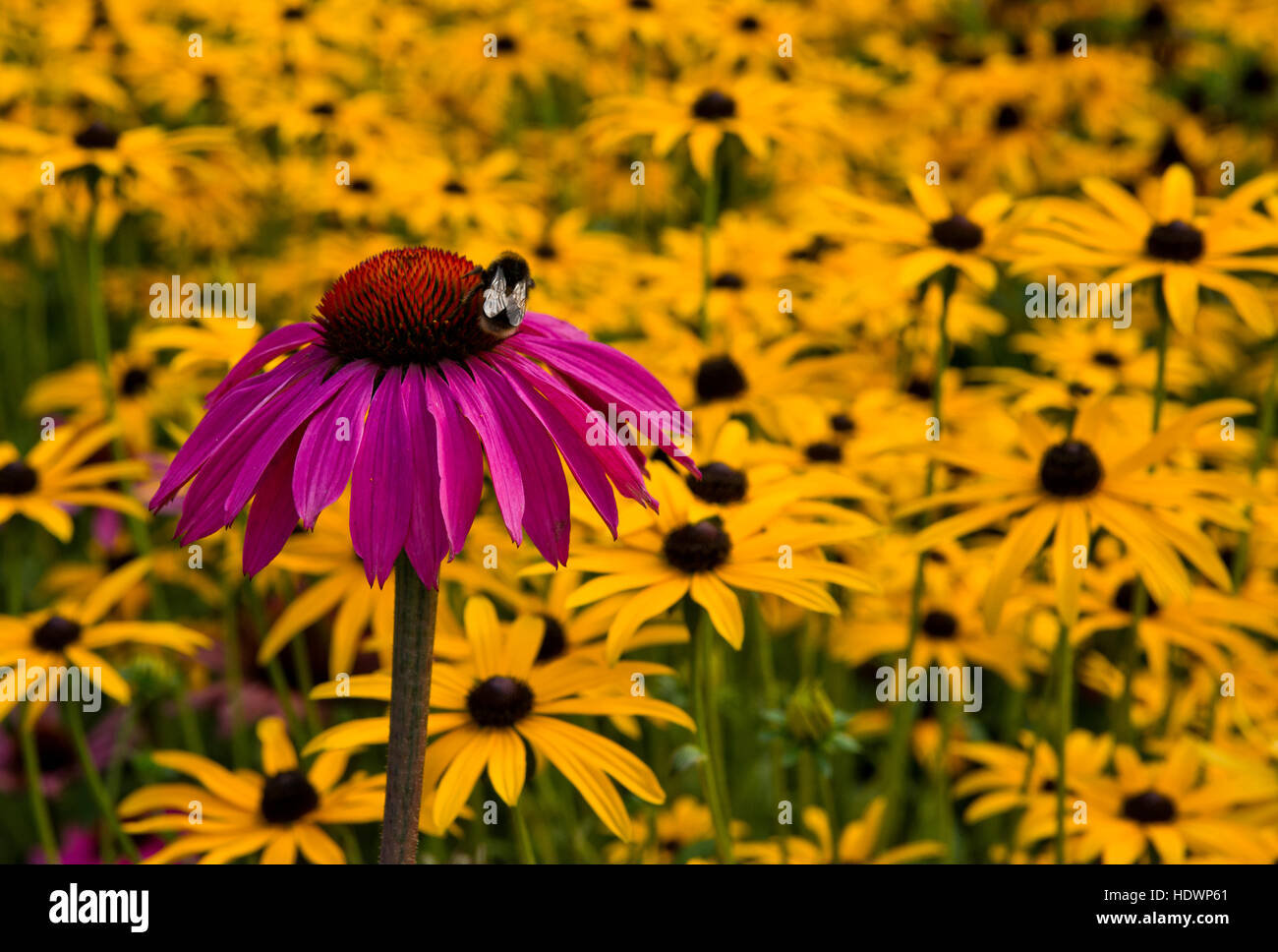 Coneflower (Echinacea purpurea) in the foreground and pink yellow perennial, Rudbeckia Goldsturn in the background. Stock Photo