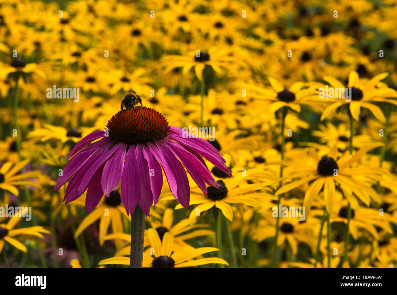 Coneflower (Echinacea purpurea) in the foreground and pink yellow perennial, Rudbeckia Goldsturn in the background. Stock Photo