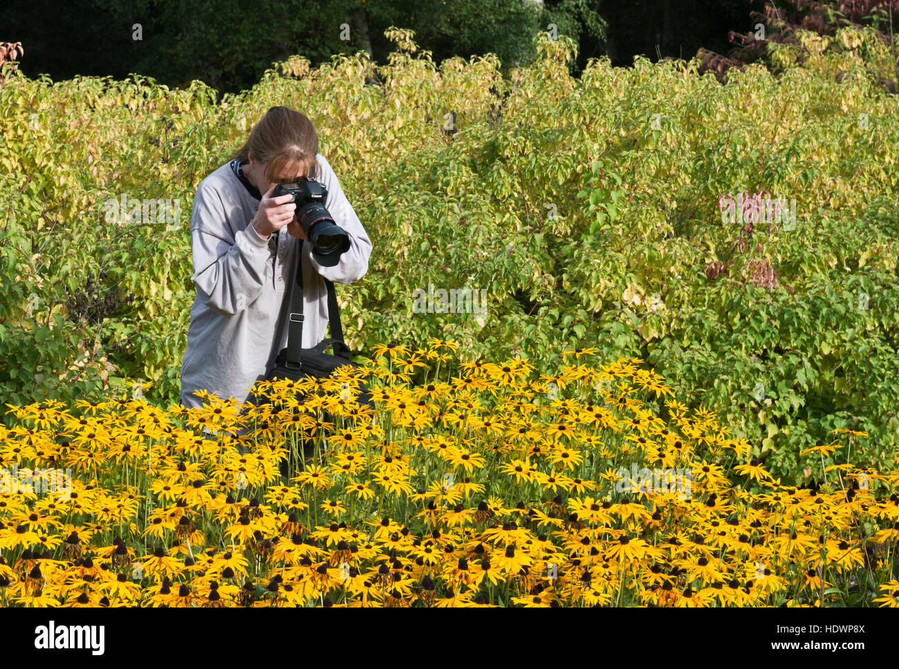 Model released image of a keen photographer taking pictures of flowers in Brookwood Cemetery, Surrey. Image taken September 2013 Stock Photo