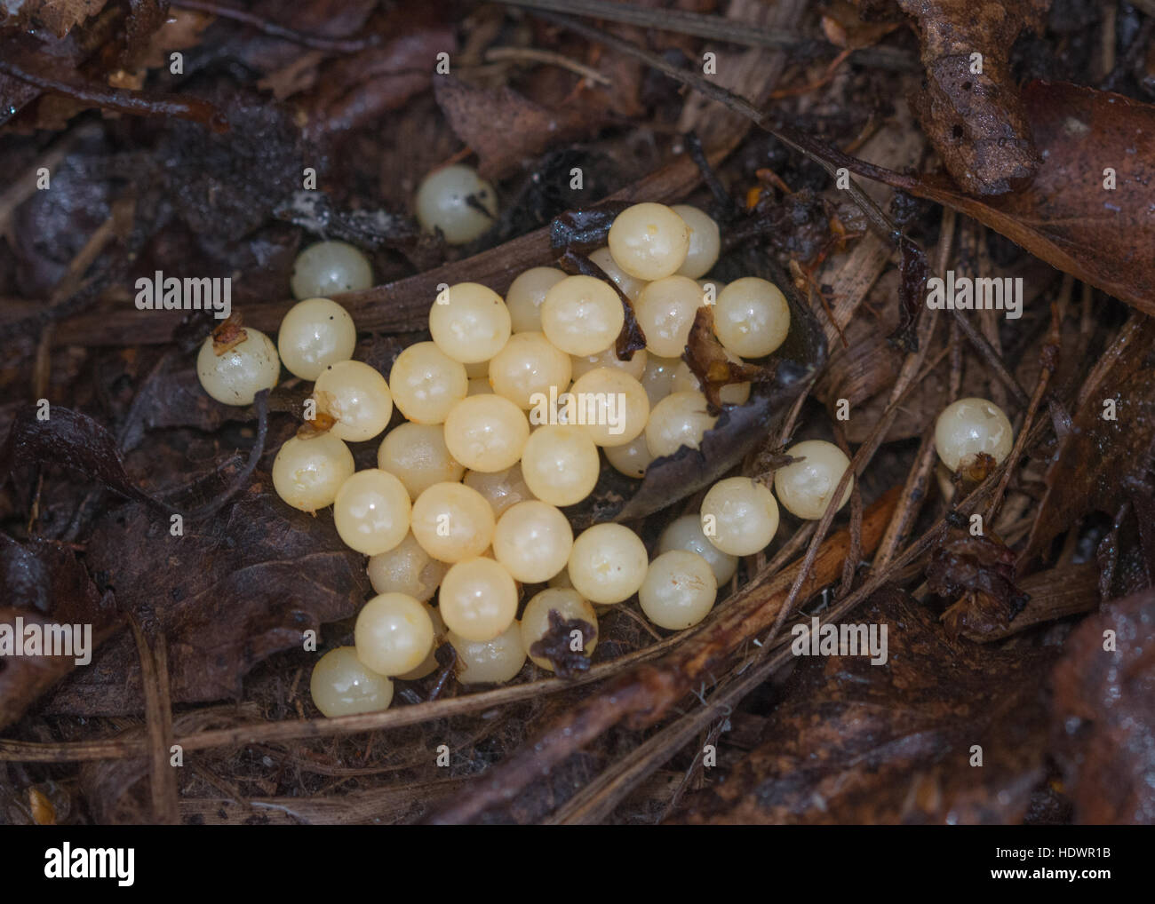 Snail eggs hires stock photography and images Alamy