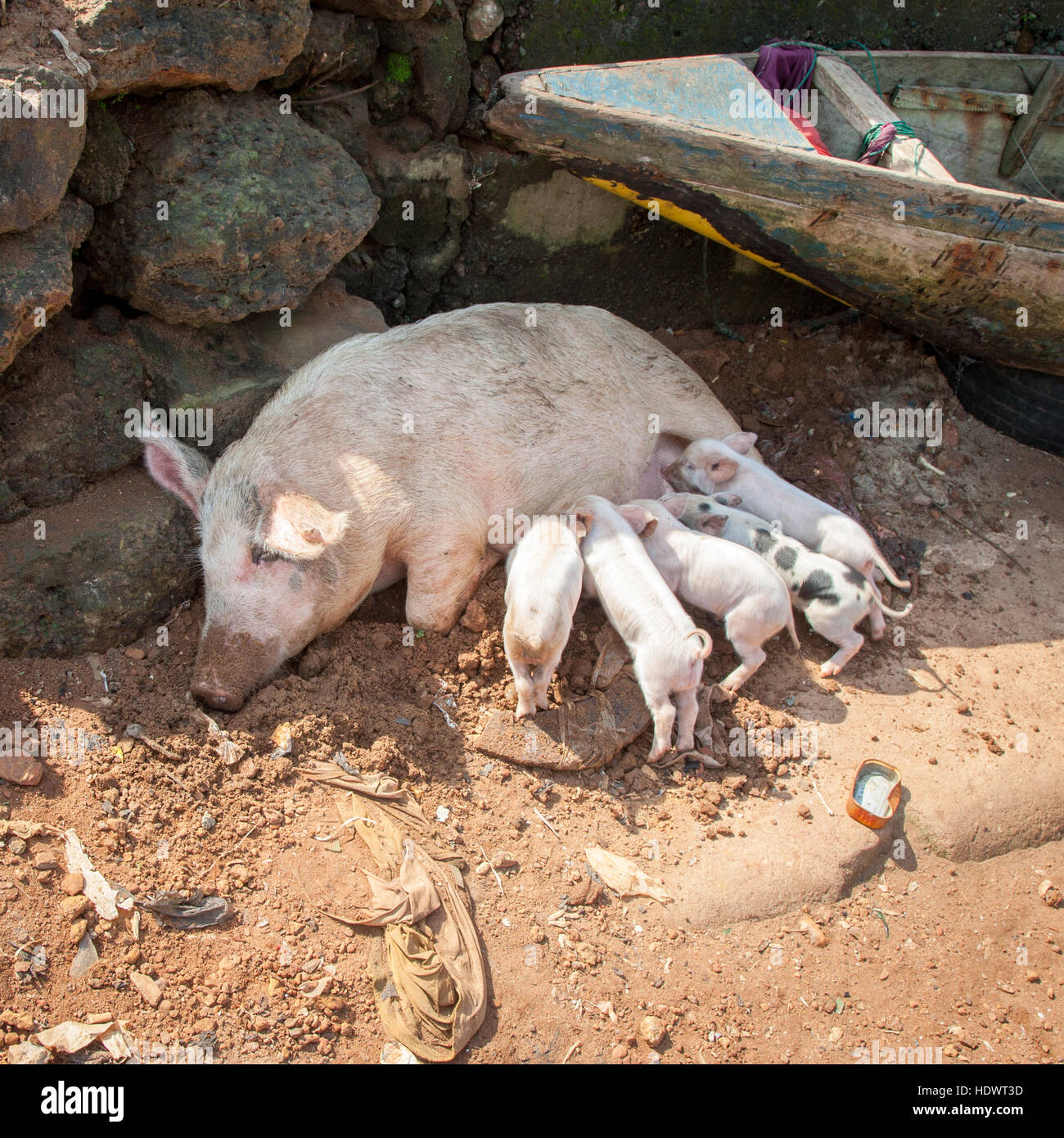 Pig mother (sow)  breastfeeding her piglets Stock Photo