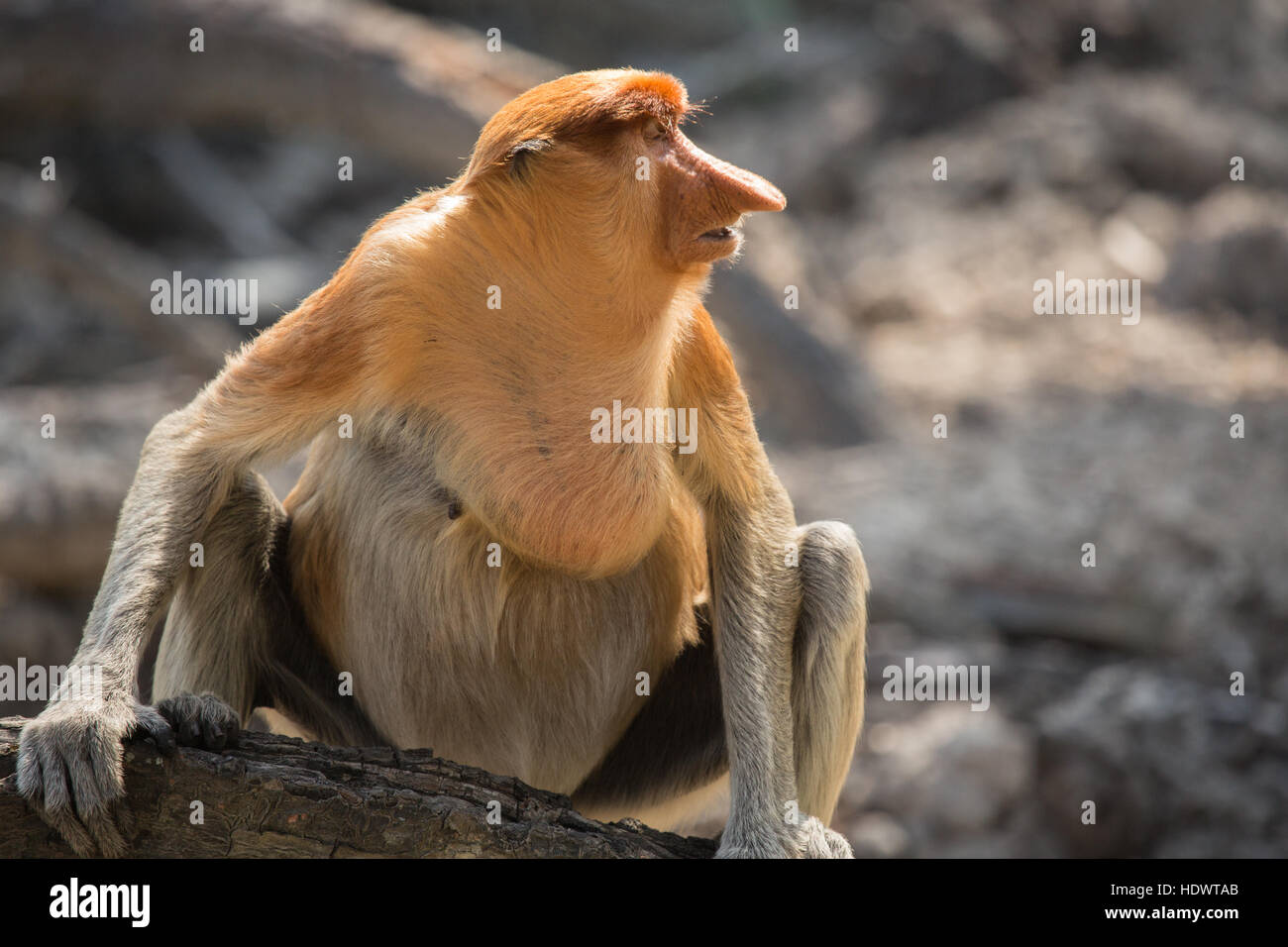 Proboscis monkey funny hi-res stock photography and images - Page 5 - Alamy