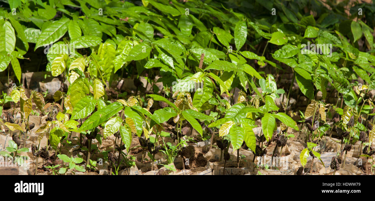 A long row of leafy cocoa seedlings runs through a tree nursery in Jojoima, Sierra Leone, the paper nursery bags stand tightly packed. Stock Photo