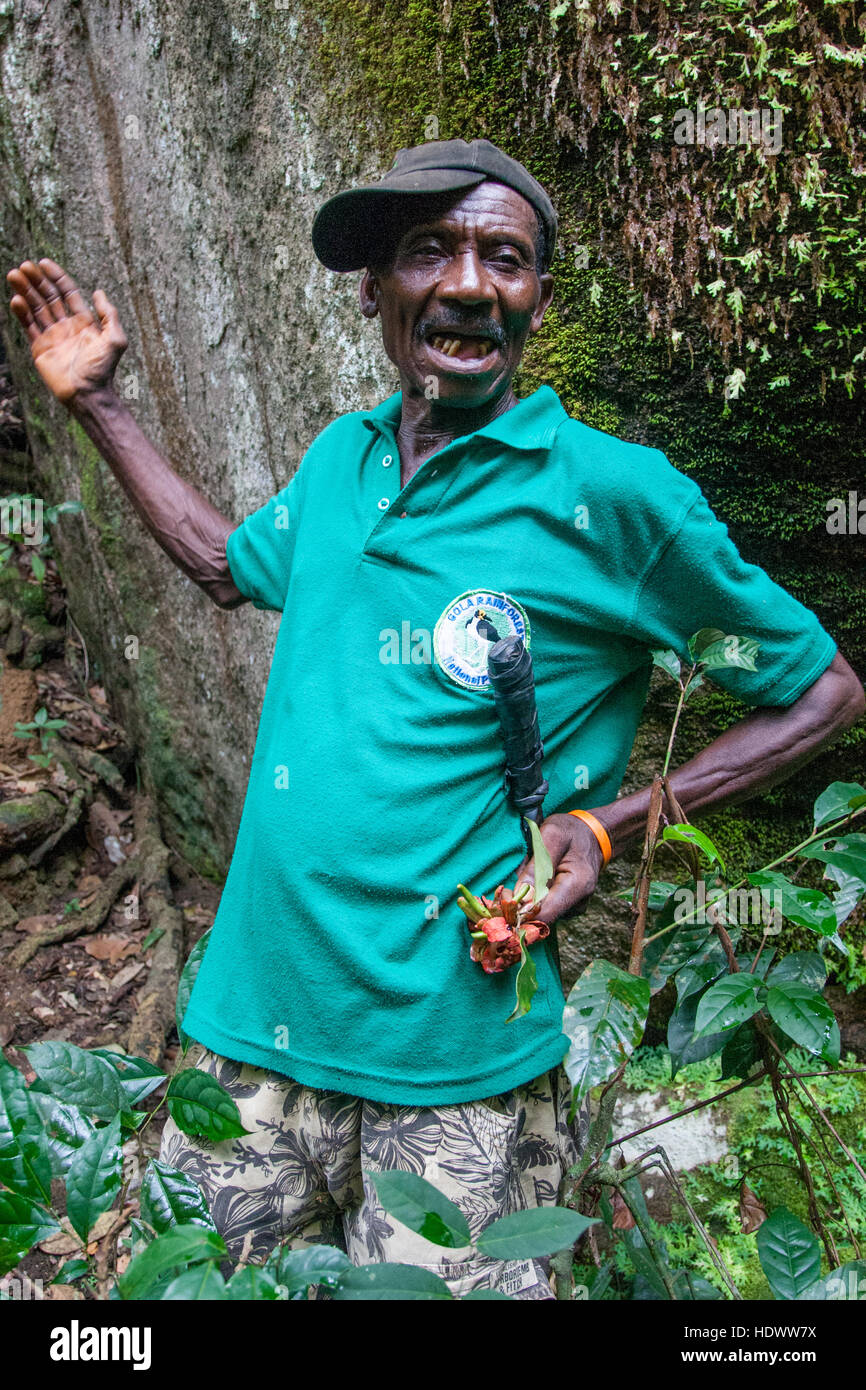 A ranger of Gola Rainforest National Park stands in front of a huge, moss-covered tree trunk in the Gola rainforest area, Sierra Leone, holding a flowering branch in his hand. Stock Photo