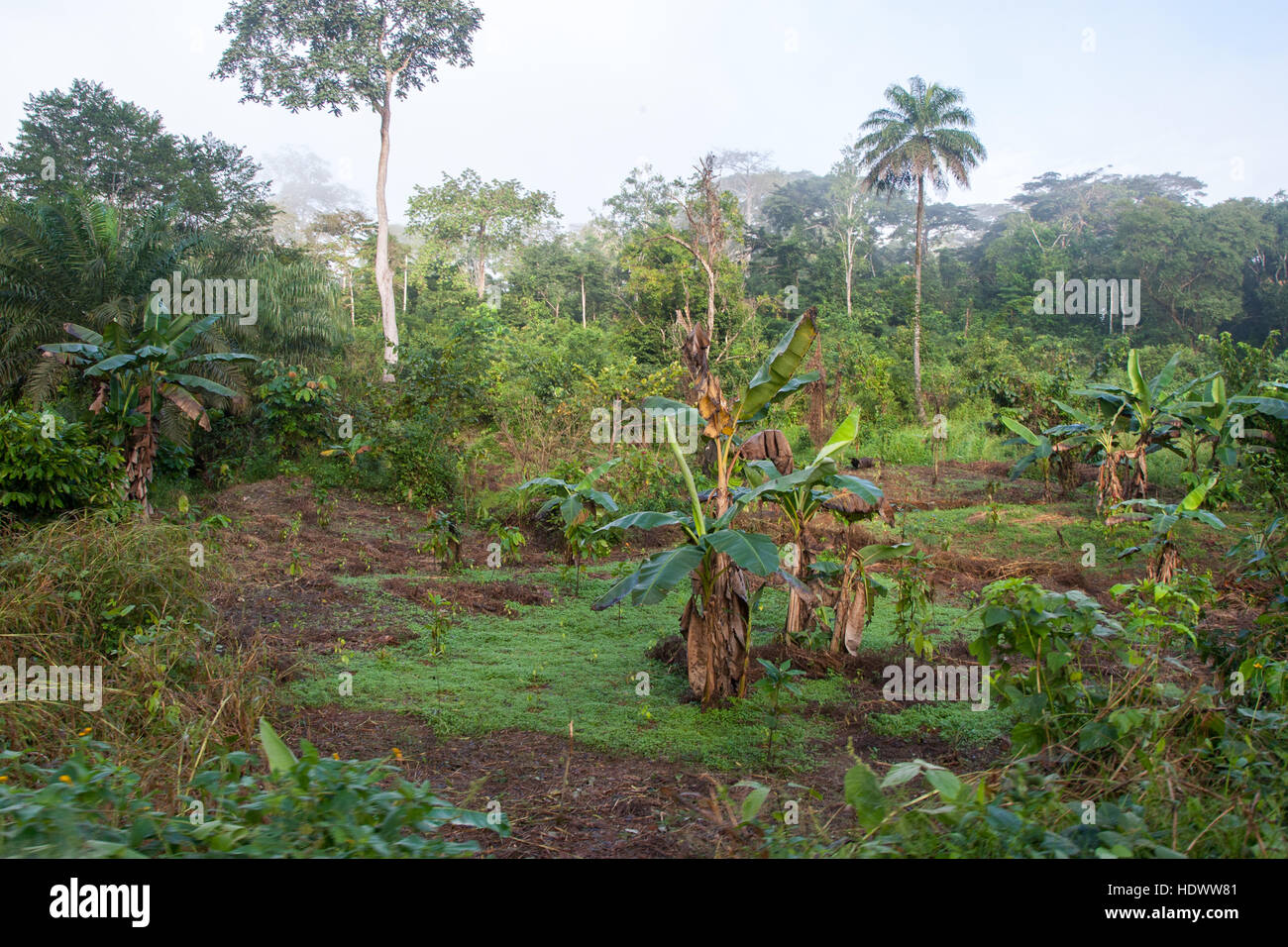 Banana trees in rain forest Stock Photo