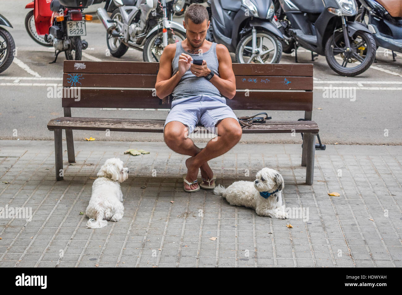 A 20s Spanish male sits on a city bench on a sidewalk checking his smartphone with two white dogs in Barcelona, Spain. Stock Photo